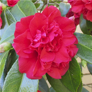 Camellia Williamsii 'Ruby Wedding'